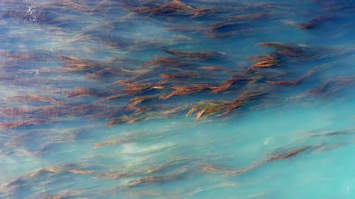 Vista aérea del río en las montañas con agua azul turbia y hierba amarilla que se mueve lentamente en la estrella