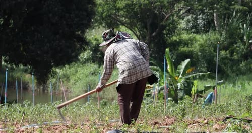4K Female Farmer Turning and Digging Soil with a hoe in her farmland in Tropical Thailand on a hot s