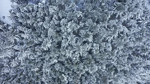 Aerial view of a snow-covered forest showcasing the beauty of winter landscapes