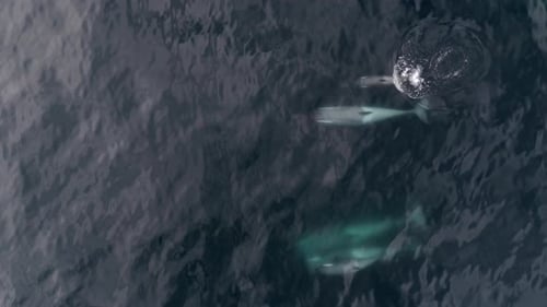 Aerial View of Orcas Swimming Near Surface in Antarctica