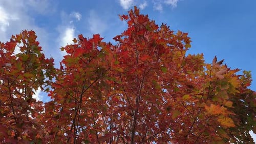 Bright Red Maple Tree in Autumn with Sky and Clouds Canada Autumn in the Park