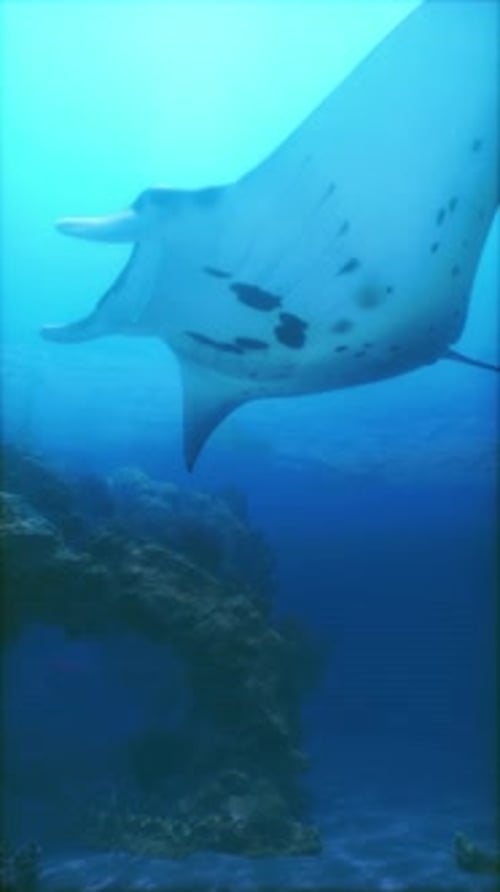 Majestic Manta Ray Swimming in Ocean