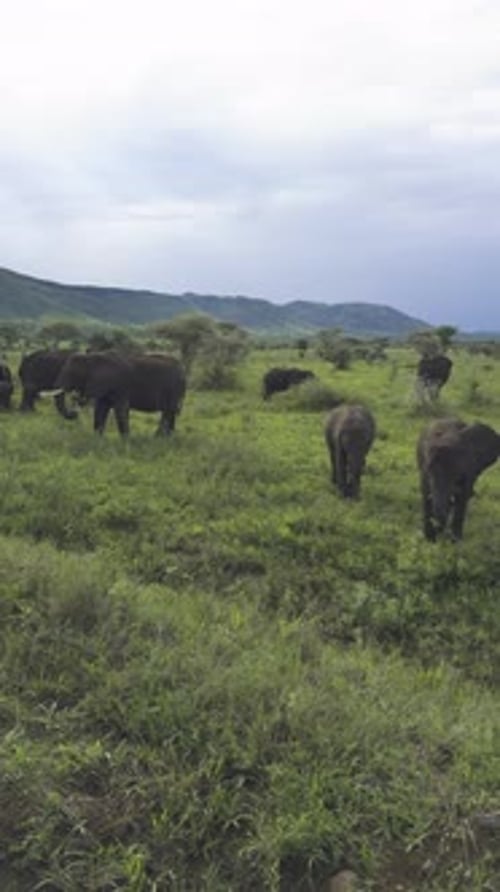Elephant calf stays close to mother as the herd grazes in the Serengeti, vertical pan