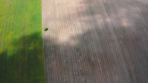 Aerial view of the lonely tree in the middle of two fields. One of them is a green one and another o