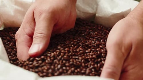 Closeup de malte de grãos de café secos de cevada dourada preta