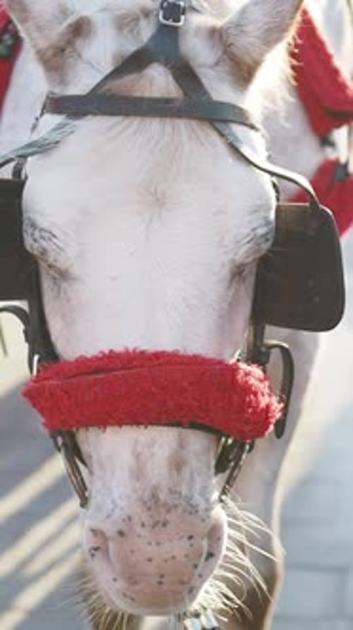 White Horse Wearing Red Accessories in Sunny Street Setting