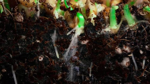 Germinating Roots Grow Into the Ground From Wheat Seeds Timelapse