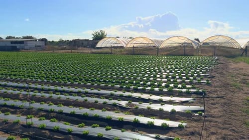 Farm, greenhouse crops in the background, lettuce and cabbage Healthy food, diet Farm, greenhouse cr