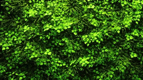 Floral, Grass, Plants Wall 4K Loop