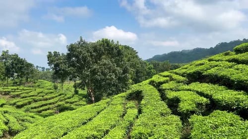 Plantation de thé touristique