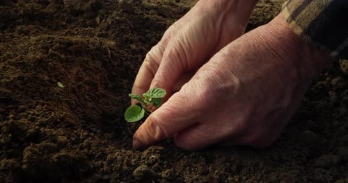 Cinematic Close Up Shot of Mature Farmer Hands Gently Planting Youn