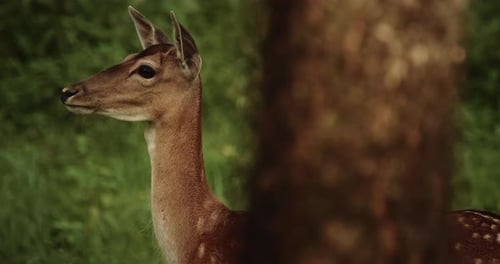 Elegant Deer Stands Peacefully in the Forest