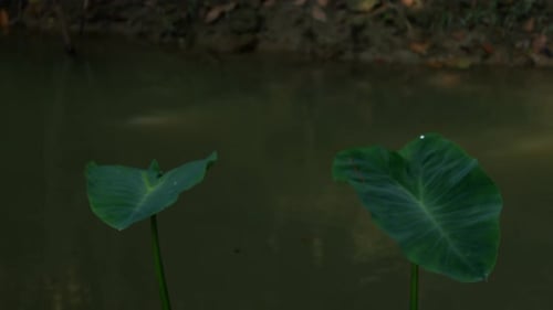 the beauty of the river in nature