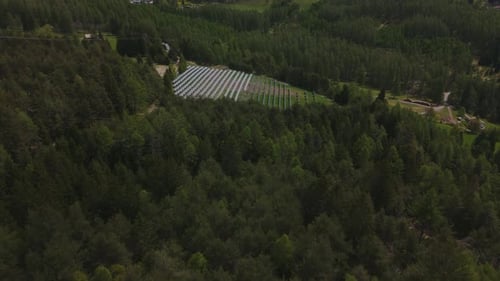 A dense forest with sunlight filtering through the treetops, aerial view