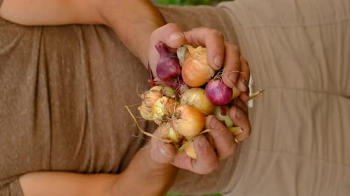 Onion Harvest in the Garden Selective Focus