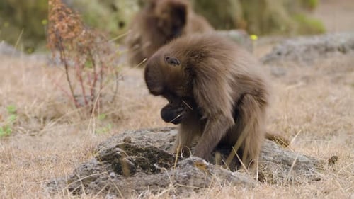 Gelada Monkey Foraging In Their High-altitude Ethiopian Highland Habitat. Close Up Shot