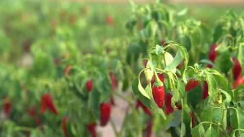 Chili-Pfeffer-Pflanzen, die im Freien wachsen und reife rote Paprikaschoten auf einem Feld zeigen
