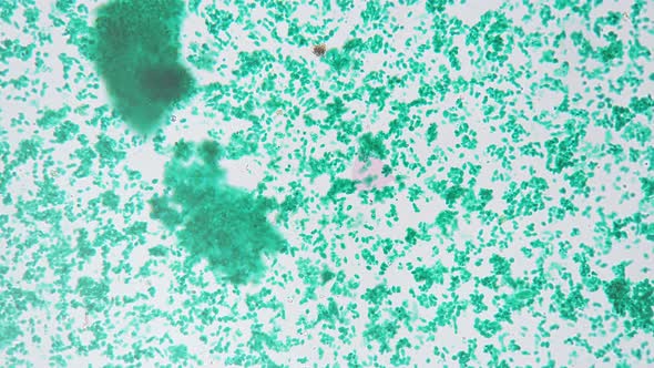 Macro of Microzyme Whole Mount Concentration Magnified Under Microscope ...