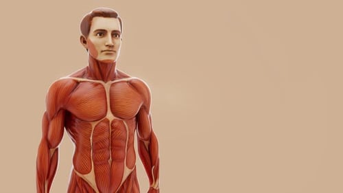 3D Human Muscular System Anatomy Rotation Animation