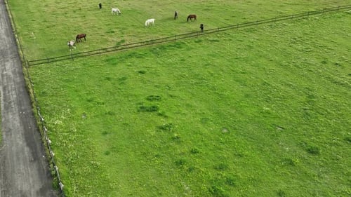 Vue aérienne d'un grand pâturage où paissent plusieurs chevaux et une clôture au milieu.