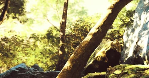 Exploring a Sunlit Forest with Verdant Trees and Moss Covered Rocks