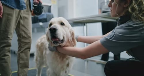 Golden Retriever Receives Security Pat Down at Airport