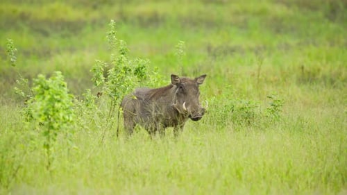 Warthog with Large Tusks Grazing in African Savanna of Botswana Watch Attentively Before Walking