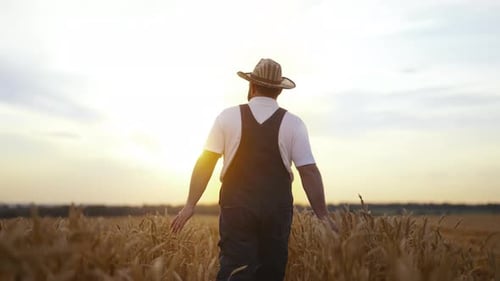 Farmer Walks Through Golden Wheat Field at Sunset