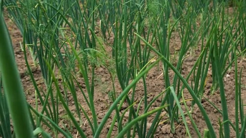 Onions Growing in the Garden Selective Focus