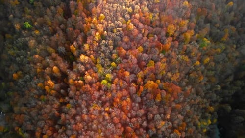 Autumn Forest