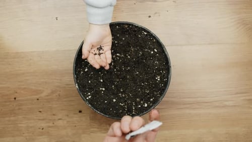 Father pouring seeds into toddlers hand and pointing where to plant them. Top down view of hands clo