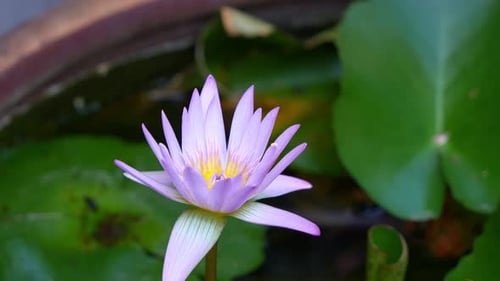 A blooming Lavender water lily, close up shot of nature’s purity, flowering plant with delicate pink