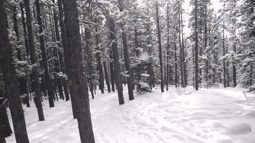 Video von Schneefall im Winterwald Authentisch