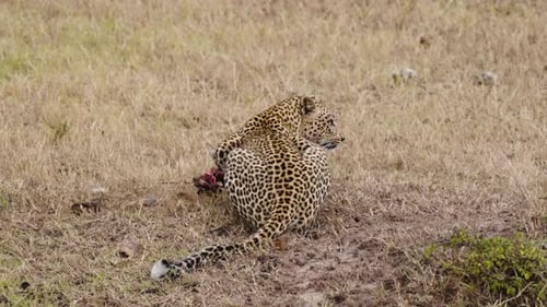 A Reveal Shot Of A Leopard In The Wild Consuming An Animal In A Dry Landscape