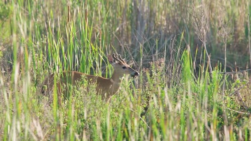 Young Deer Grazing in Tall Grasses