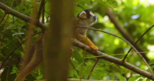 Peru’s Amazon teems with life as a black-capped squirrel monkey moves through branches, foraging.