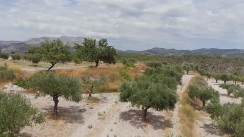 Luftbild: Rückwärts mit Drohne über Olivenplantage in Griechenland fliegen