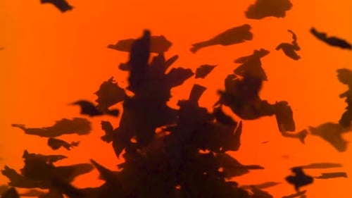 Black Tea Leaves Floating and Spinning