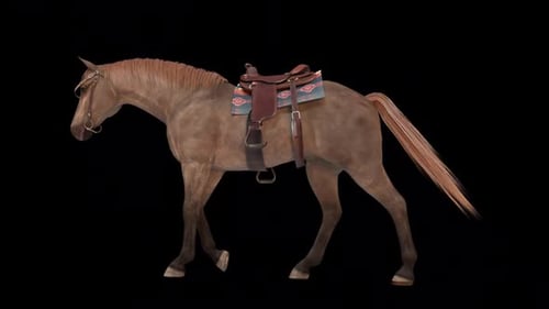 Horse With Tack Walk