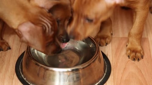 Los hocicos de los cachorros lamen agua de un cuenco
