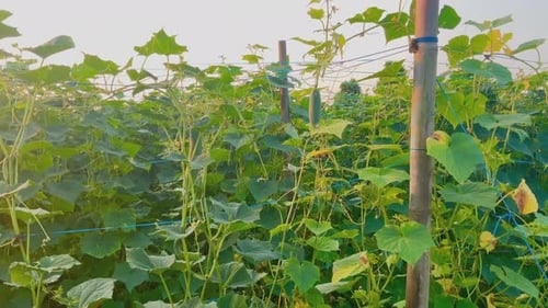 Fresh cucumber plants are green