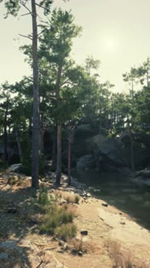 River Flowing Through Dense Forest