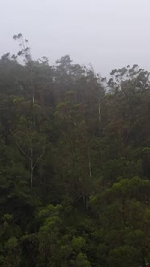 Forest Covered with Fog and Clouds Sri Lanka