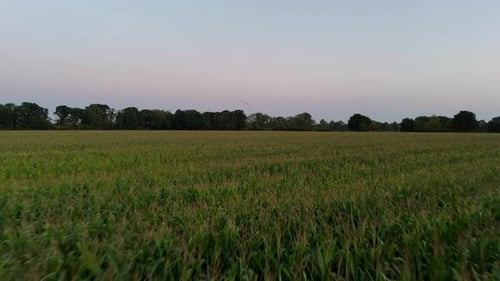 Drone flight over growing maize plants on agricultural field during early morning. Fpv low speed