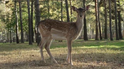Deer Standing in a Forest Clearing