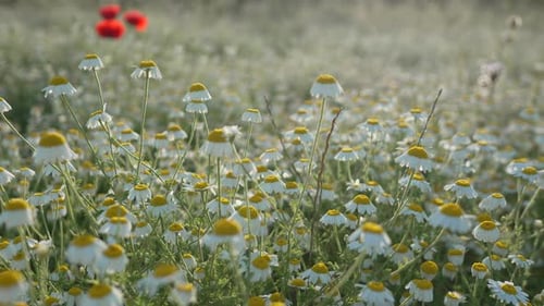 Chamomile Flowers Field Vibrant Summer Meadow Full of White and Yellow Blossoms