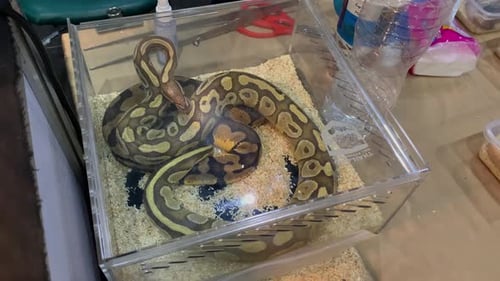 Pitón bola enrollado dentro de una jaula de cristal con virutas de madera en la Pet Expo Thailand 2020 de Bangkok