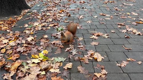 A brown squirrel finds a walnut in an autumn park.