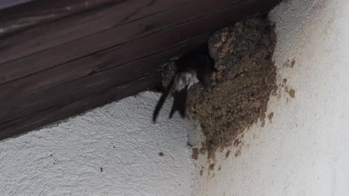 House Martins Nest on a White Wall is a Hub of Flying and Feeding Slow Motion