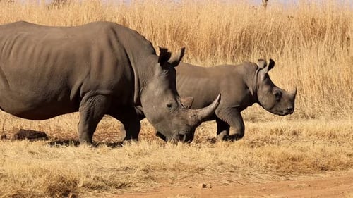 Vom Aussterben bedrohte Breitmaulnashornmutter und Kalb in Zeitlupe auf einer afrikanischen Schotterstraße, die die Verbindung zeigt